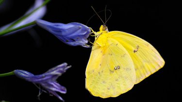 gele vlinder op blauwe bloem