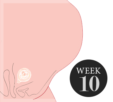 10 weken zwanger