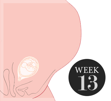 13 weken zwanger