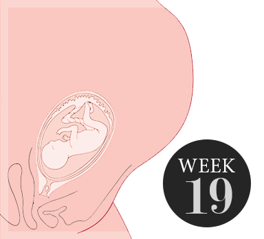 19 weken zwanger