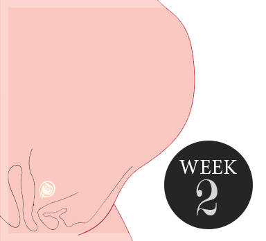 2 weken zwanger
