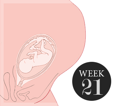 21 weken zwanger
