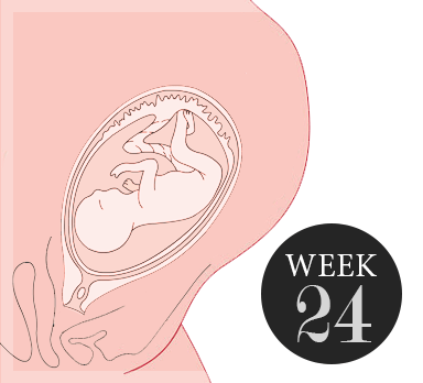 24 weken zwanger