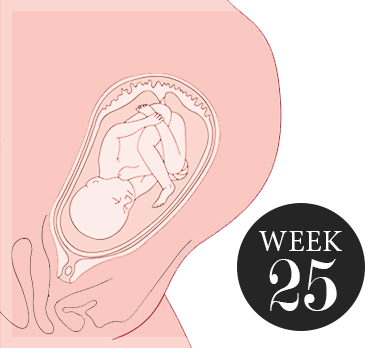 25 weken zwanger