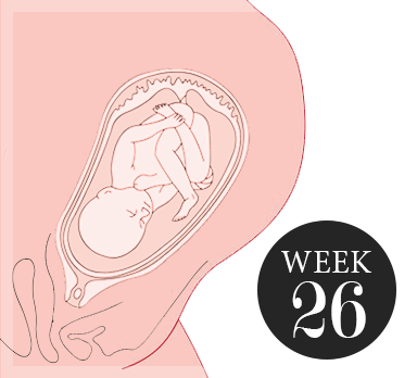 26 weken zwanger