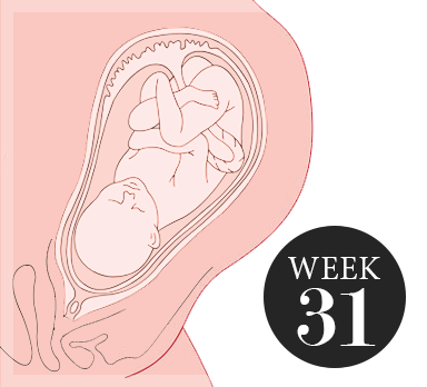 31 weken zwanger