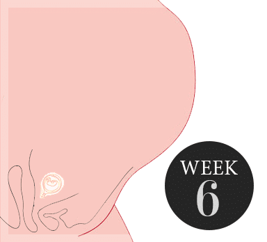 6 weken zwanger
