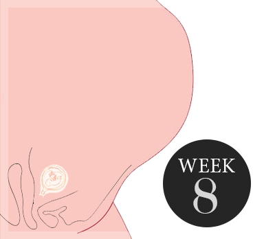 8 weken zwanger