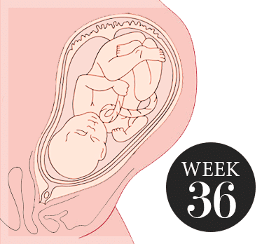 36 weken zwanger
