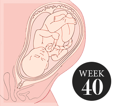 40 weken zwanger
