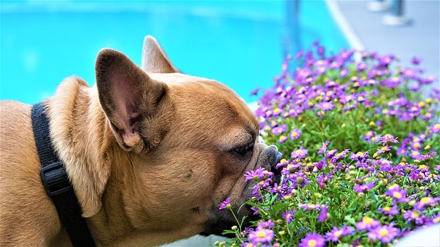 bulldog ruikt aan bloemen